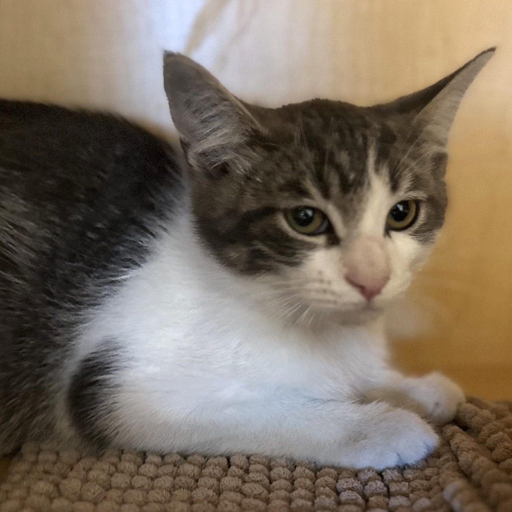 JASPER - Domestic Shorthair available for adoption