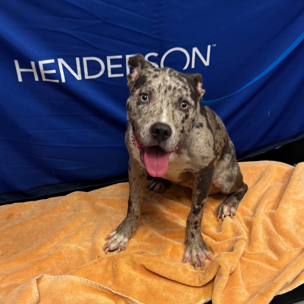 BAILEY - Terrier, Pit Bull / Catahoula Leopard Dog available for adoption
