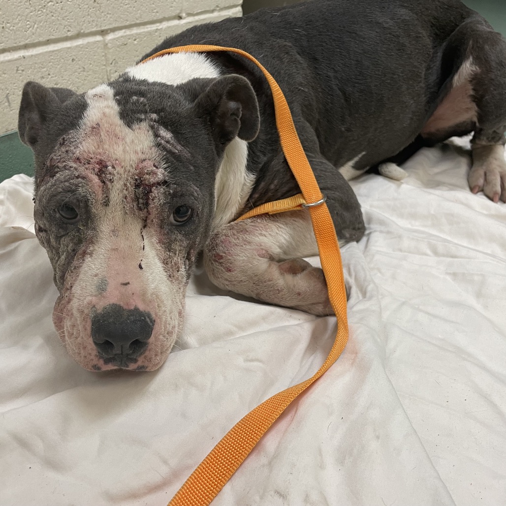 Mem Fish Rescue Crow is available for adoption at Memphis Animal Services