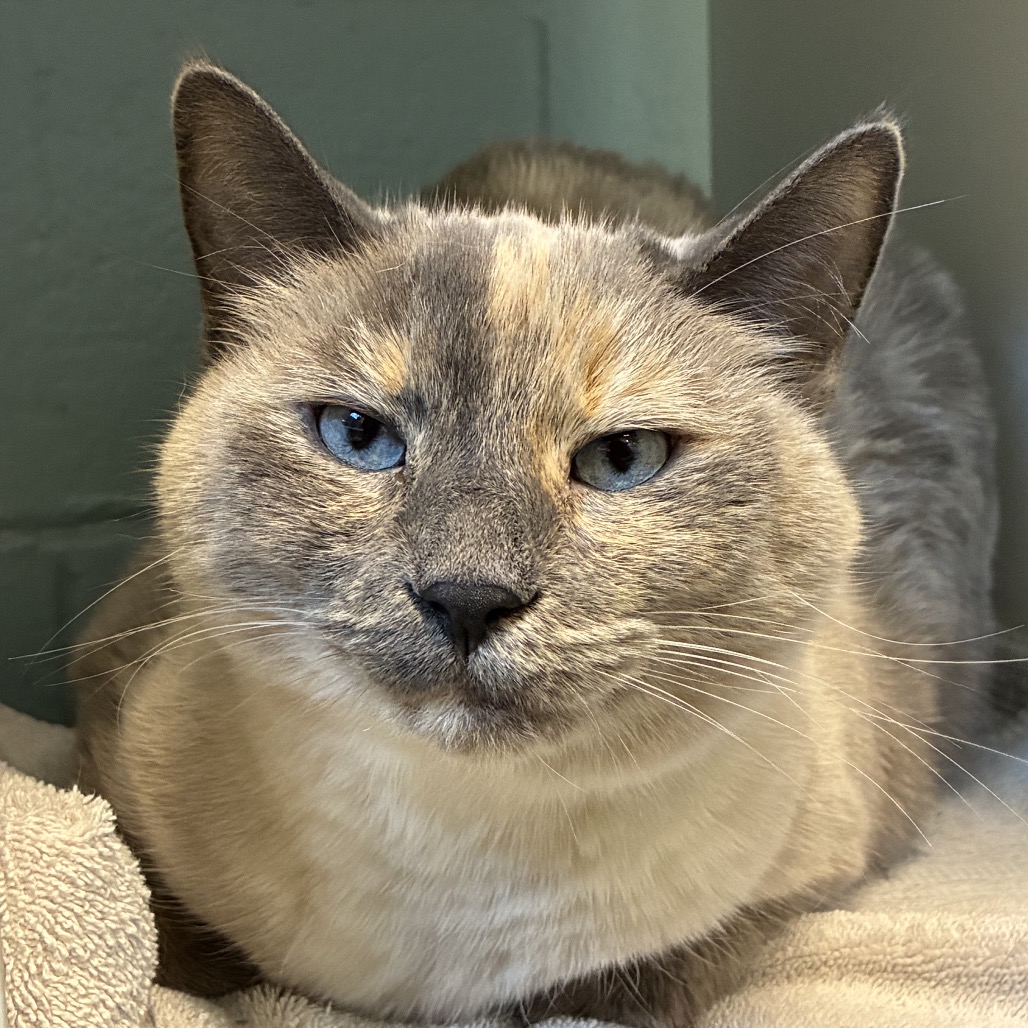 Lucy  - Domestic Shorthair