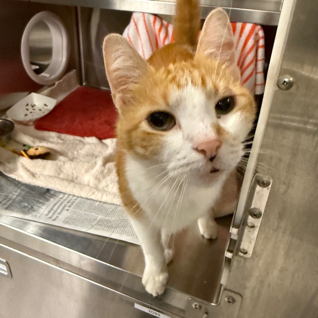 Photo of Cheeto 3