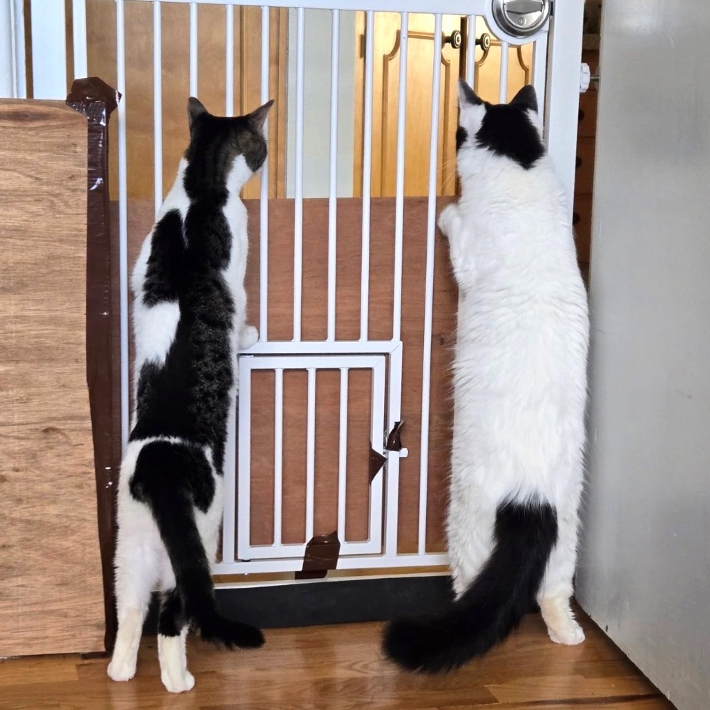 PEANUT - American Shorthair available for adoption