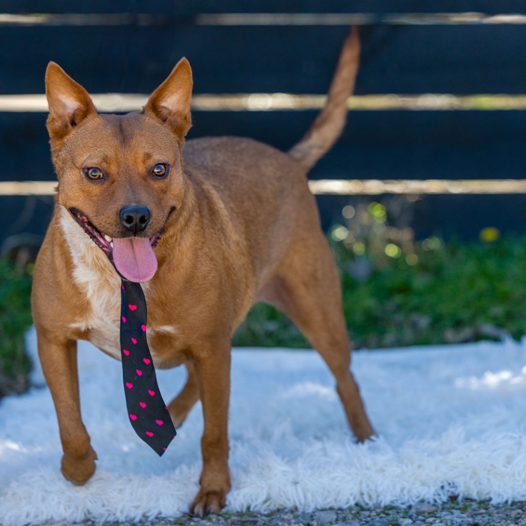 Photo of Sparky