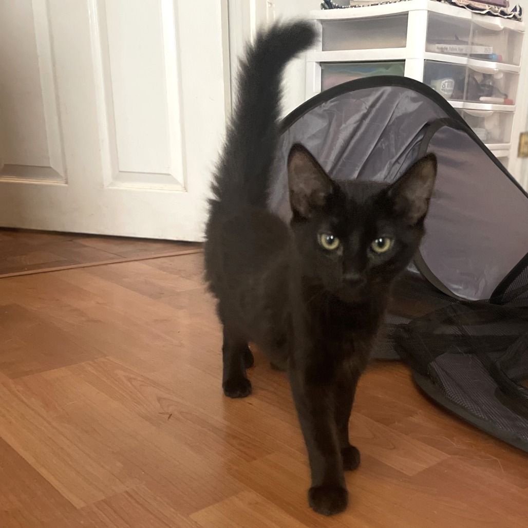 HAM - Domestic Medium Hair for adoption in Gresham