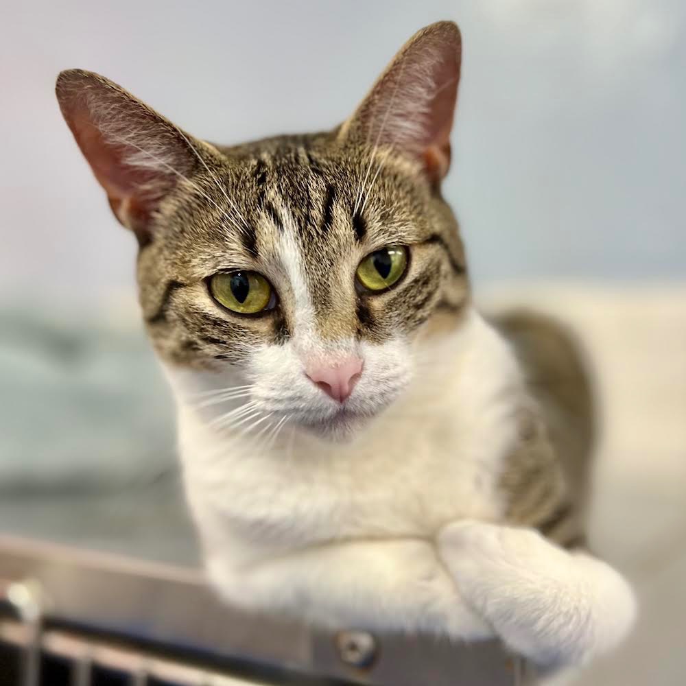 Full body shot of Tabulous