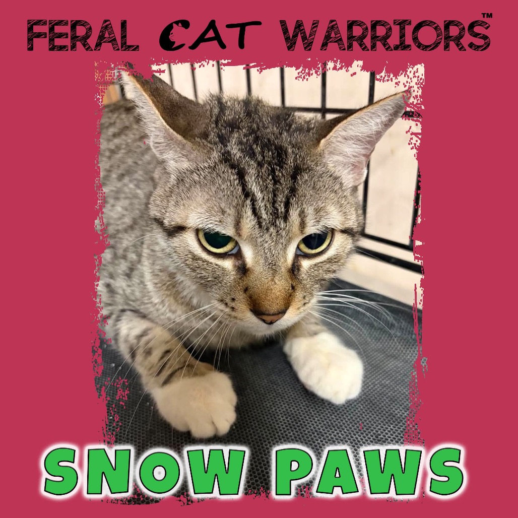 Snow paws 