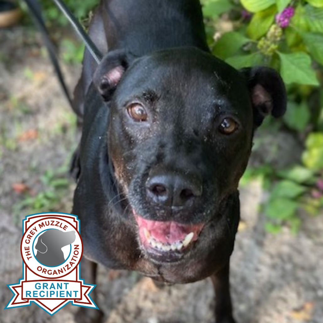 MIRABELLA - Mixed Breed (Medium) for adoption in Jacksonville