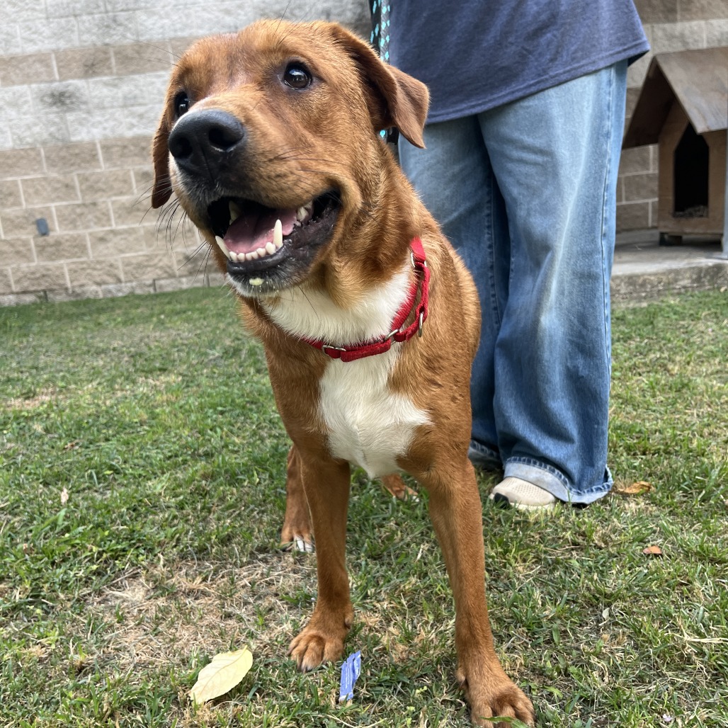 SIMBA - Shepherd, German / Mix available for adoption