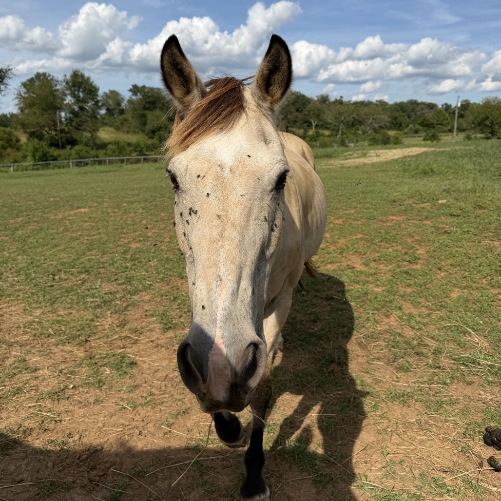 FORD - Pony, Connemara / Thoroughbred available for adoption