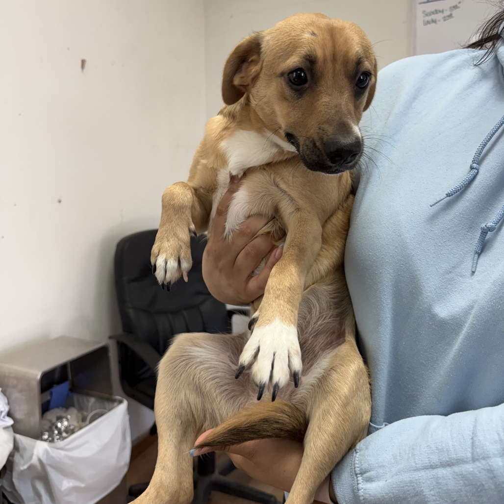 CAFE - Cattle Dog / Australian (Blue Heeler) available for adoption