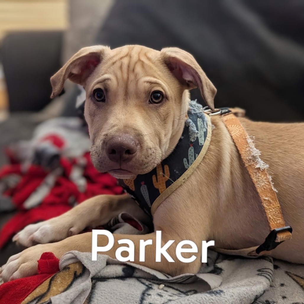 Parker D12362