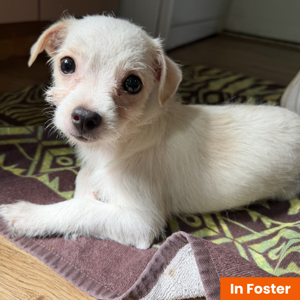 MADELEINE [BLACK] - Terrier / Mix available for adoption
