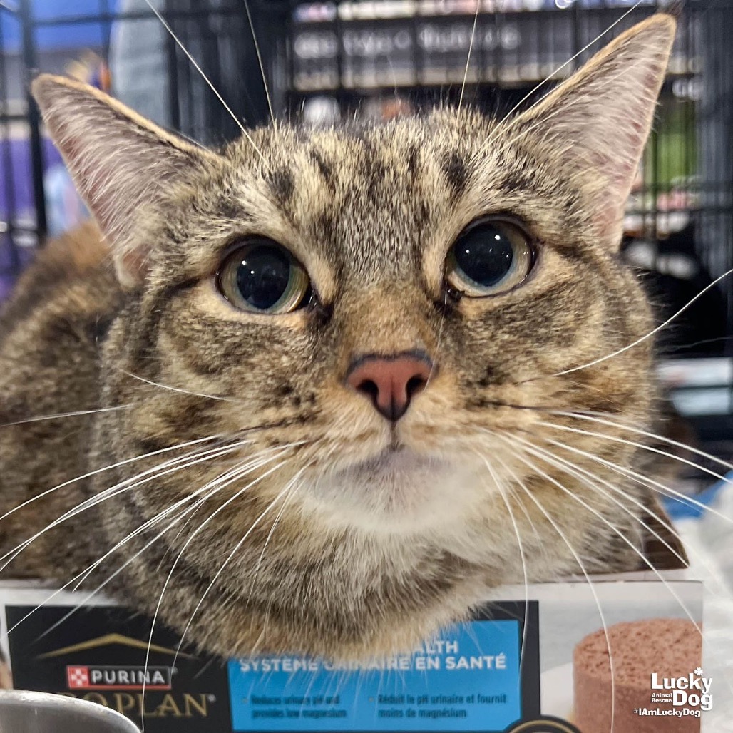 A STREET CAT NAMED DESIRE - Domestic Shorthair available for adoption