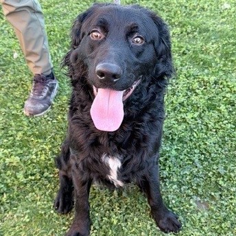 Kennel#13 Roland's preview photo