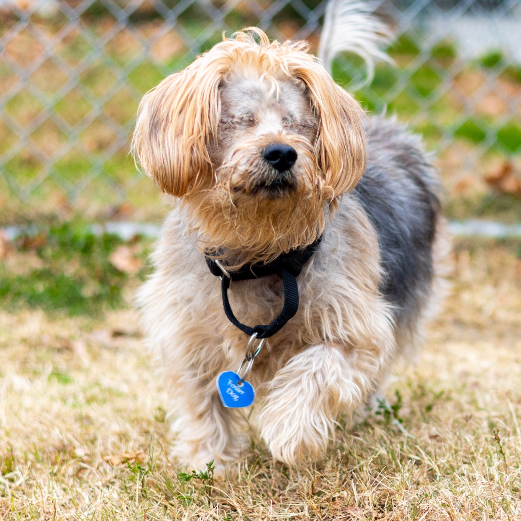 Bear, additional photo