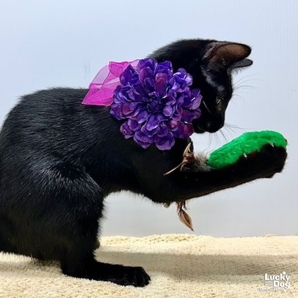 WISTERIA - Domestic Shorthair available for adoption