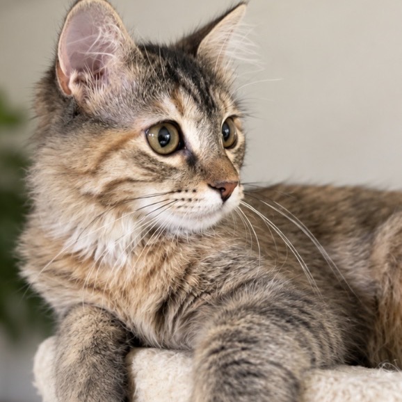 Cleo, photo 3