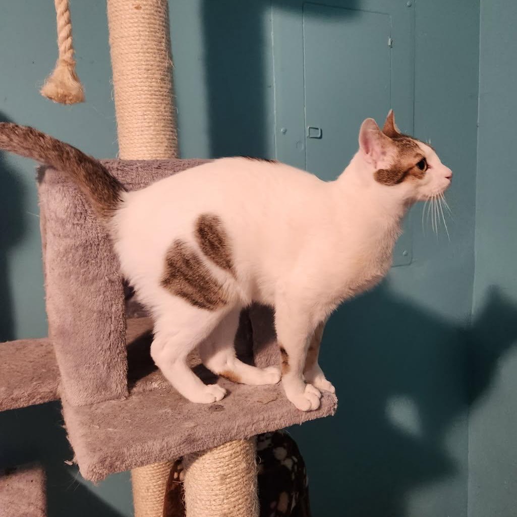 Bozo - Jordan — thumbnail 3