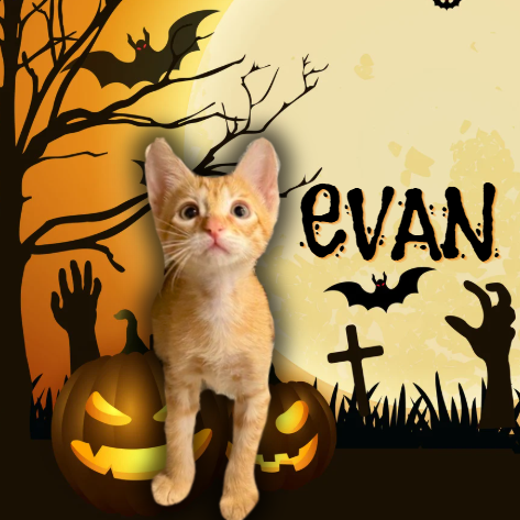 EVAN - Domestic Shorthair available for adoption