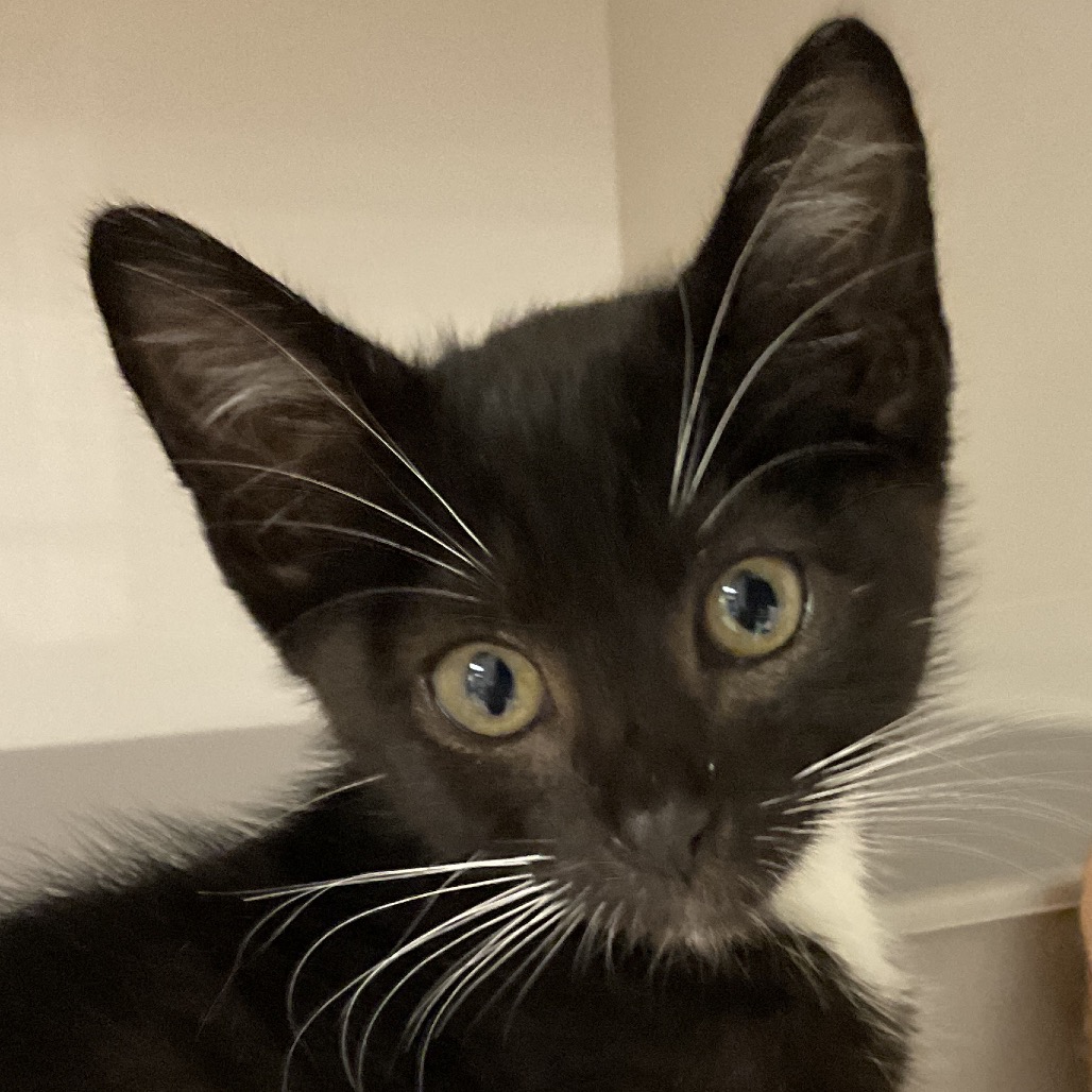 Niko - Domestic Shorthair