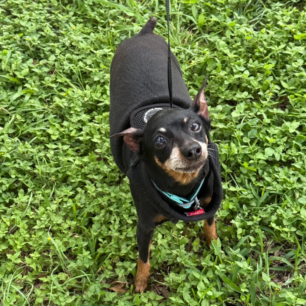 Zoey, photo 9