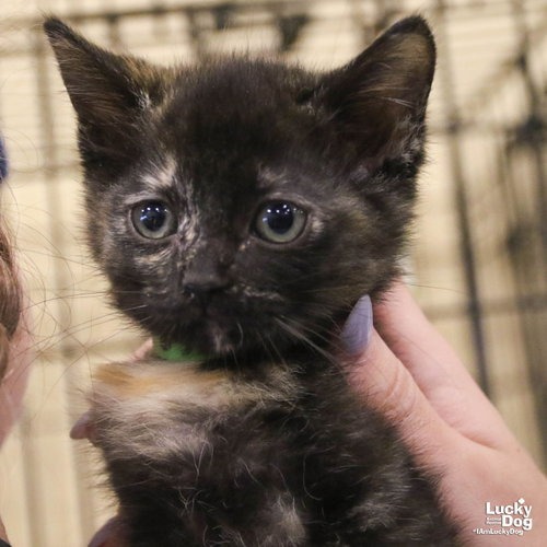 TINA - Domestic Shorthair available for adoption