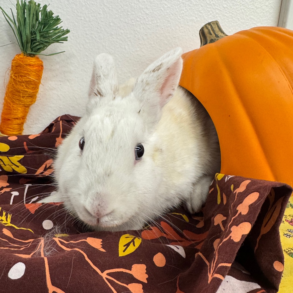 JESSICA - American available for adoption