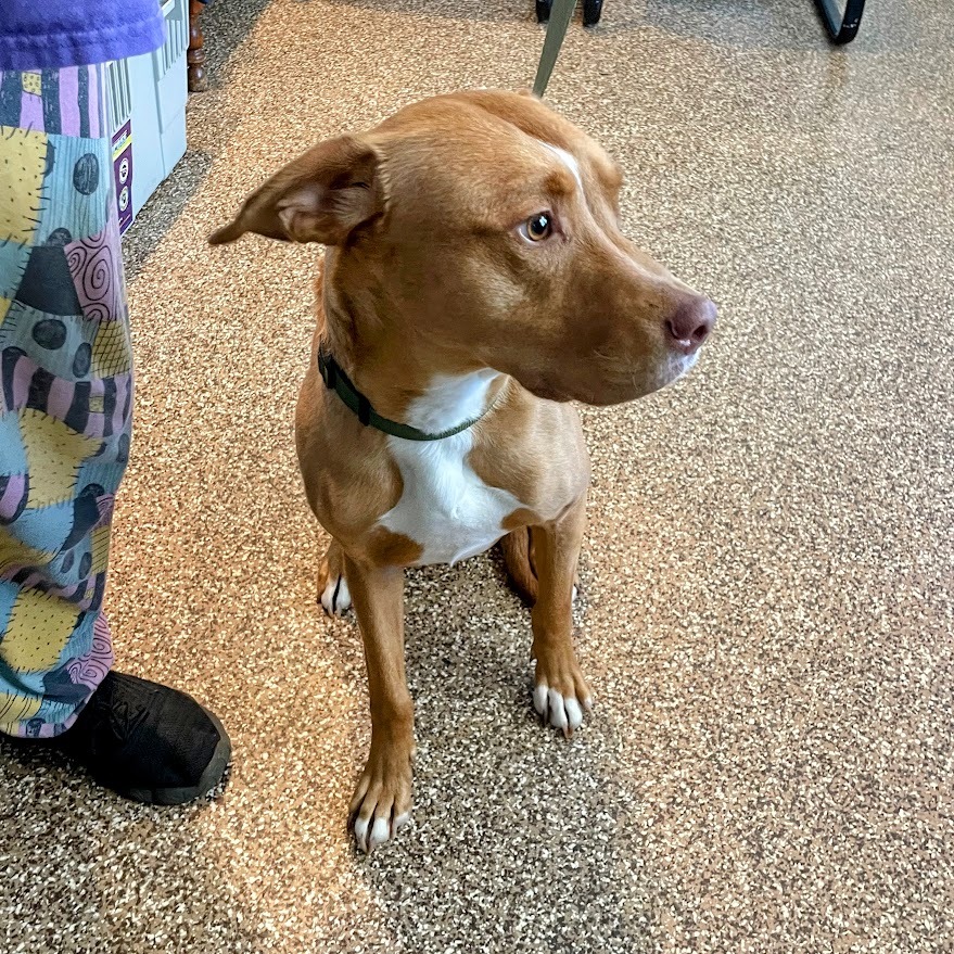 Archer — thumbnail 3