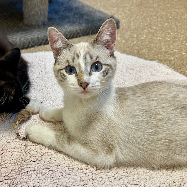 MILLIE - Domestic Shorthair available for adoption