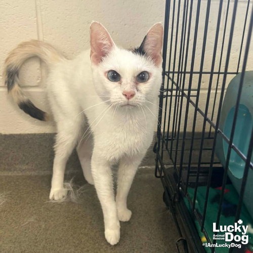 MIMSY - Domestic Shorthair available for adoption