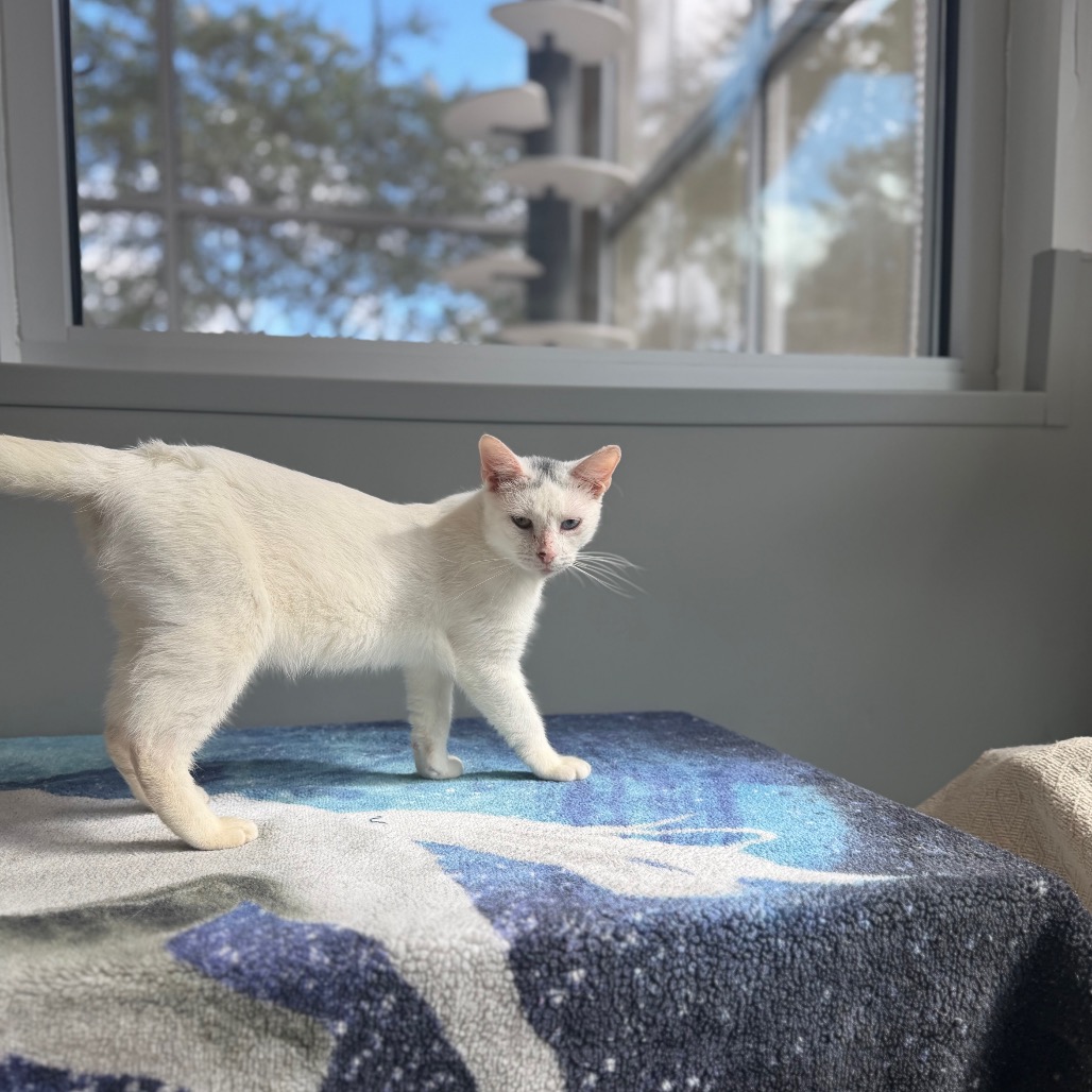 EYES - Domestic Shorthair available for adoption