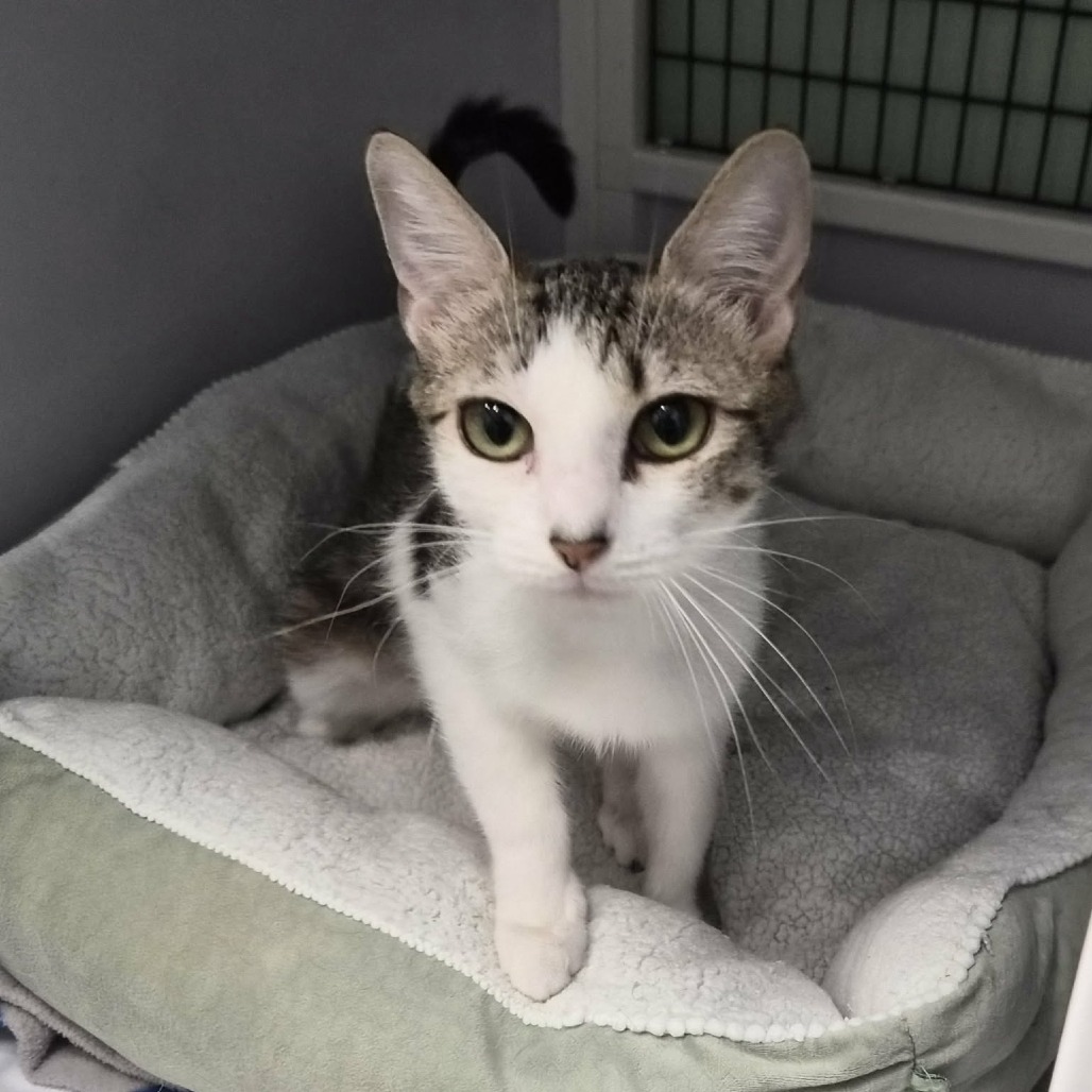 HEIDI - Domestic Shorthair available for adoption