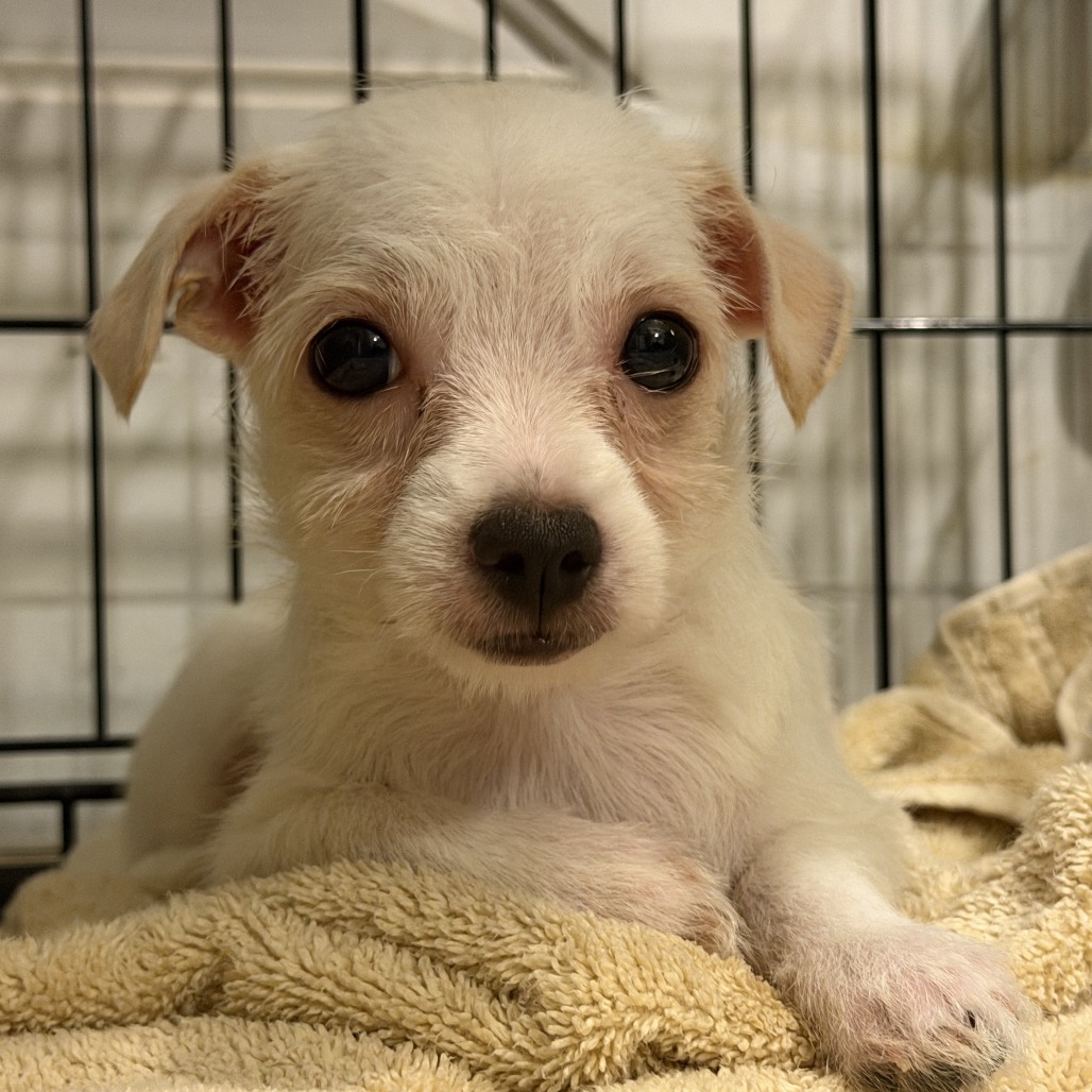 MADELEINE [BLACK] - Terrier / Mix available for adoption