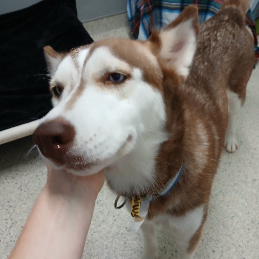 Yuki
