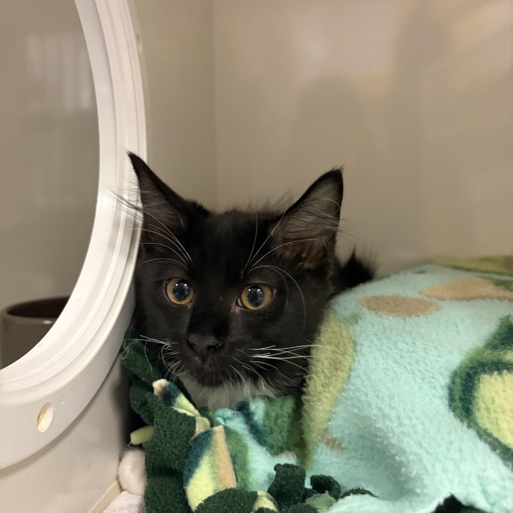 Oreo - Domestic Shorthair