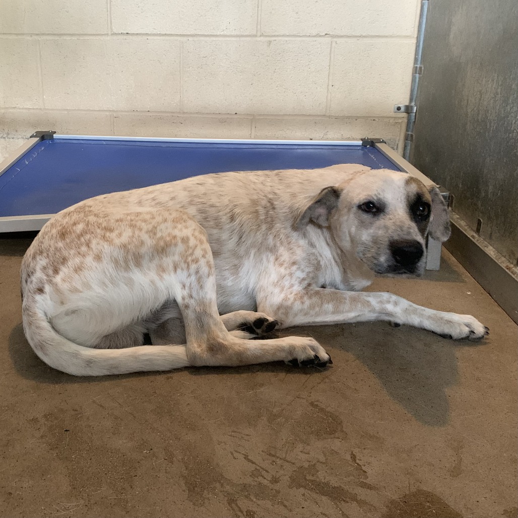RAPTOR - Cattle Dog / Australian (Red Heeler) available for adoption