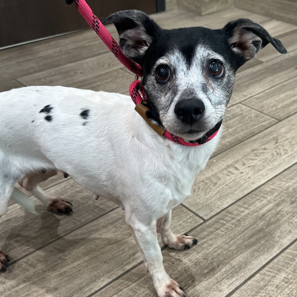 Marmalade — thumbnail 2