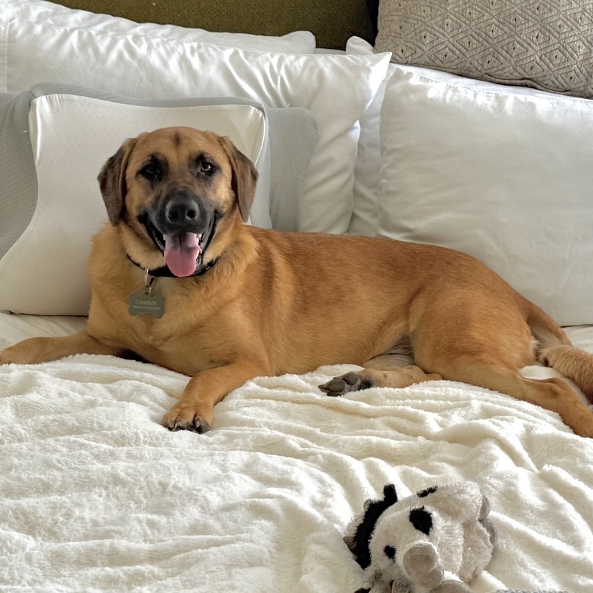 Photo of Cleo/Sammy