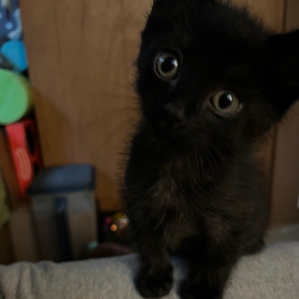 Squeakers--In Foster***ADOPTION PENDING***, photo 3