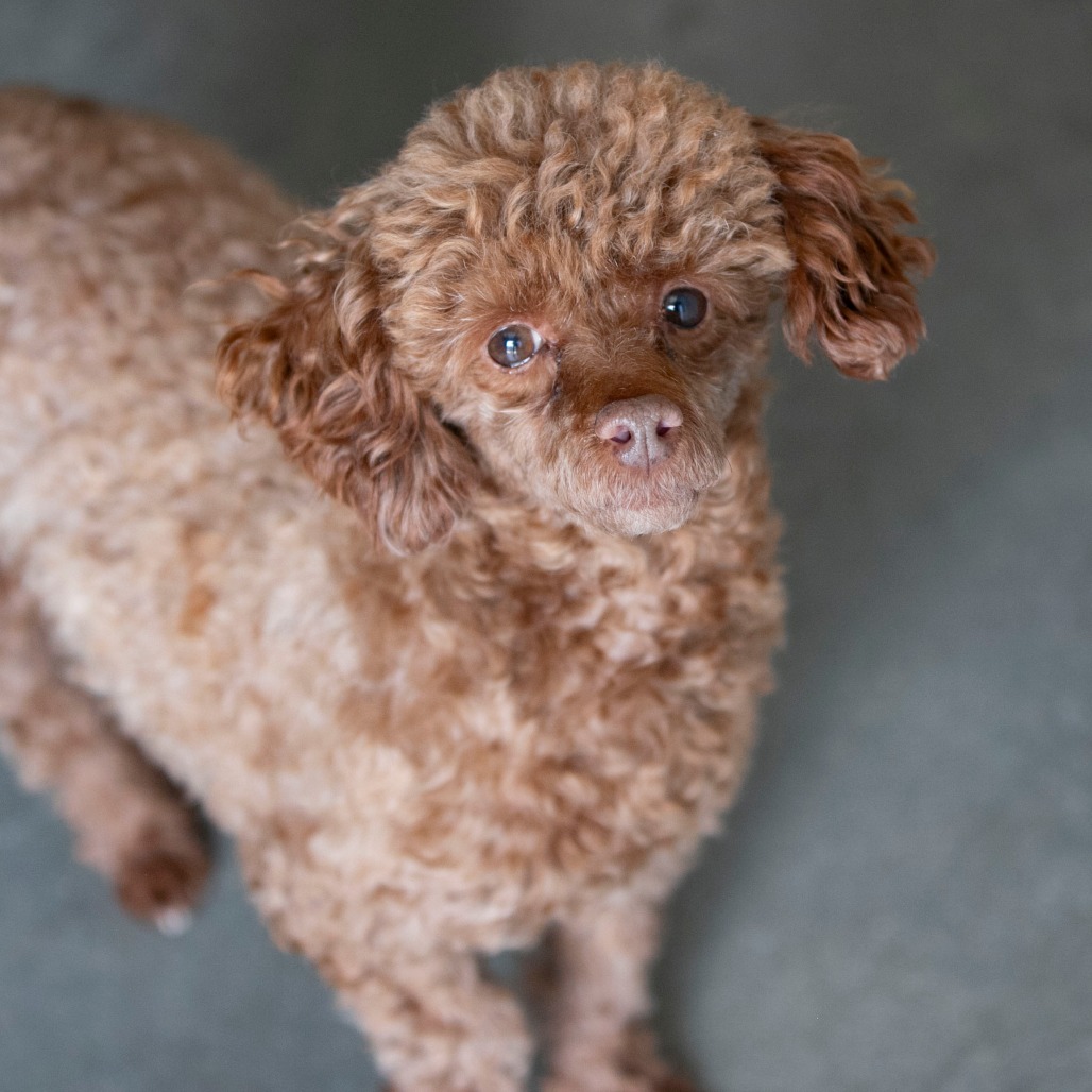 Chase (F26-05), photo 4
