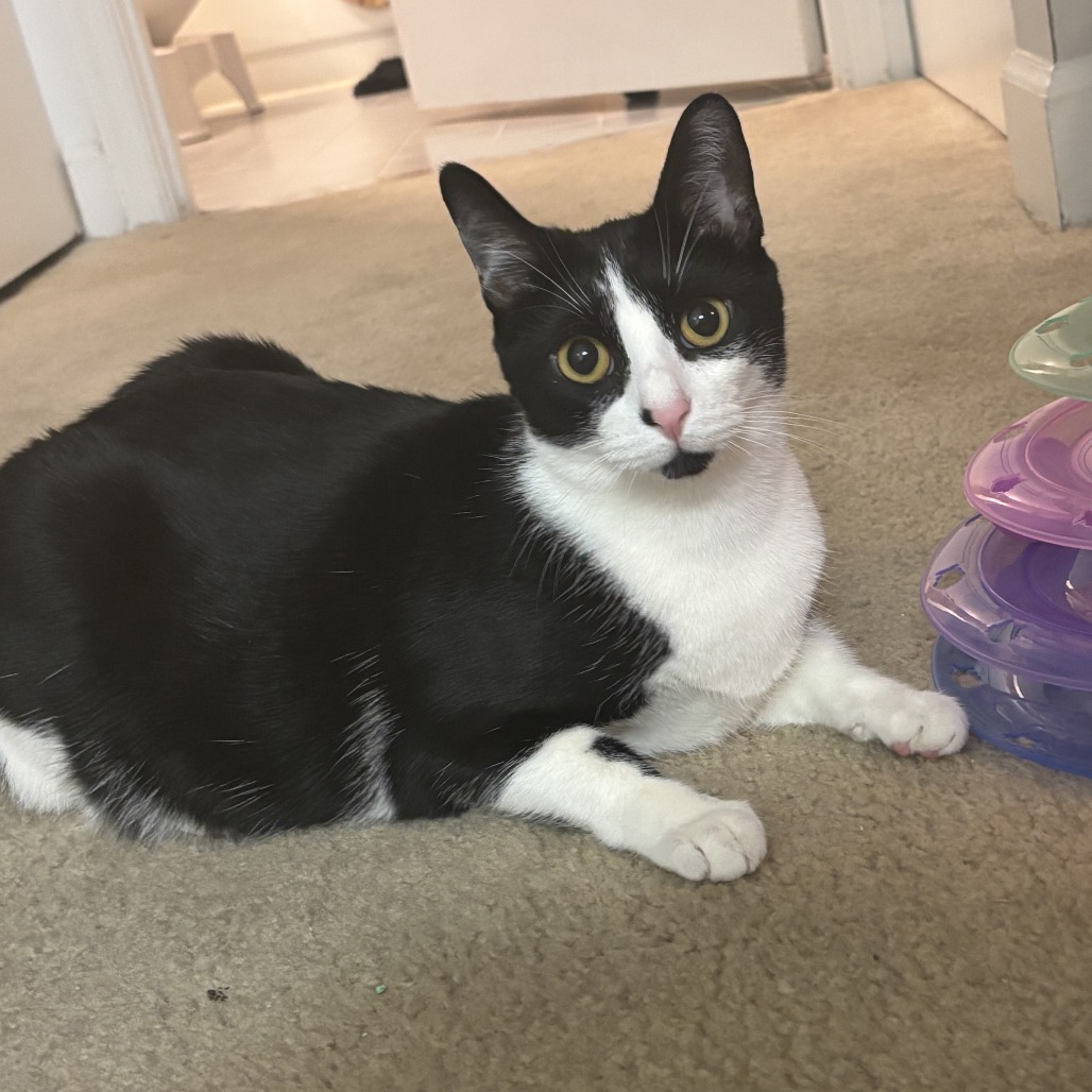 DELILAH - Domestic Shorthair for adoption in Silver Spring