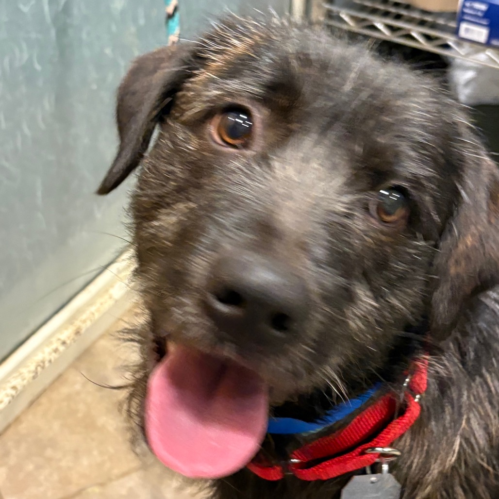 Otto — thumbnail 3