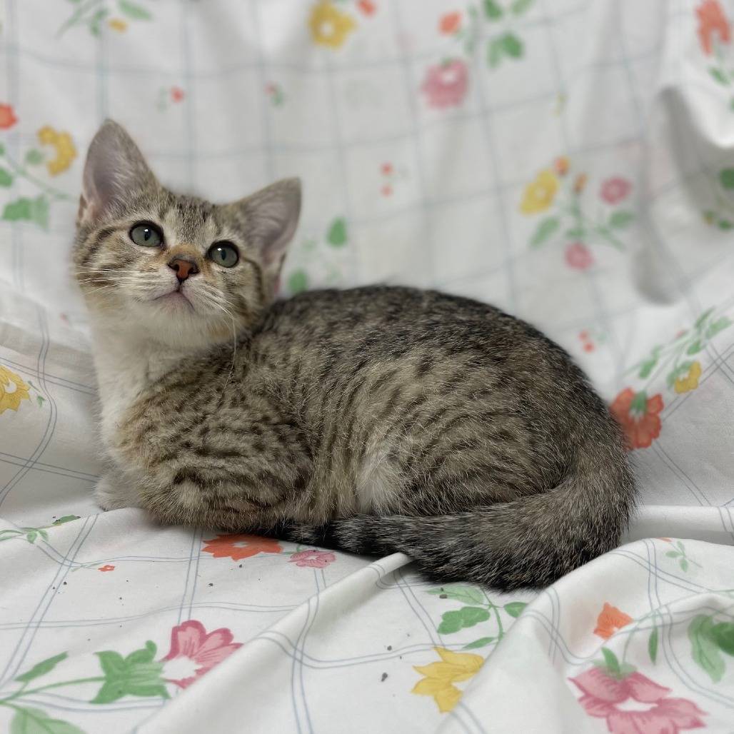 Chrissy — thumbnail 2