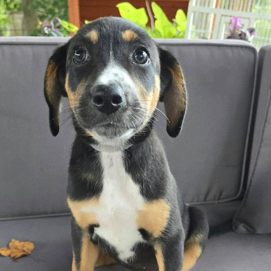 FOSTER NEEDED - O Puppy 2