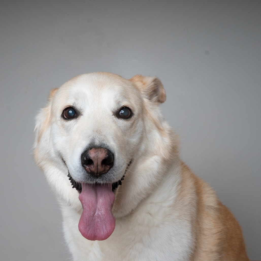Honey D70062, photo 4