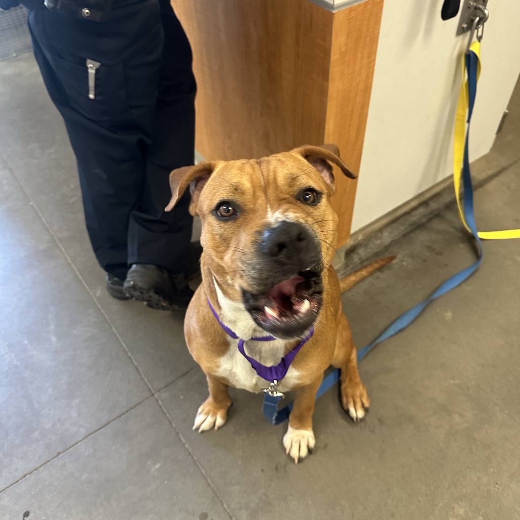 Photo of PGH-Stray-119995_2 9