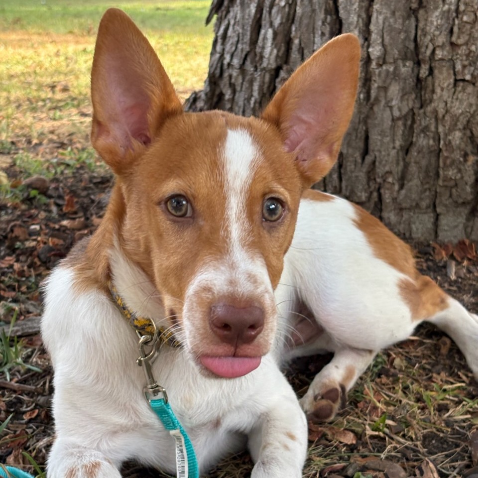 Ollie, photo 17