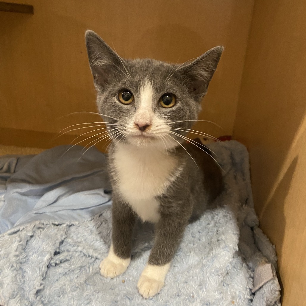 DRESSER - Domestic Shorthair available for adoption