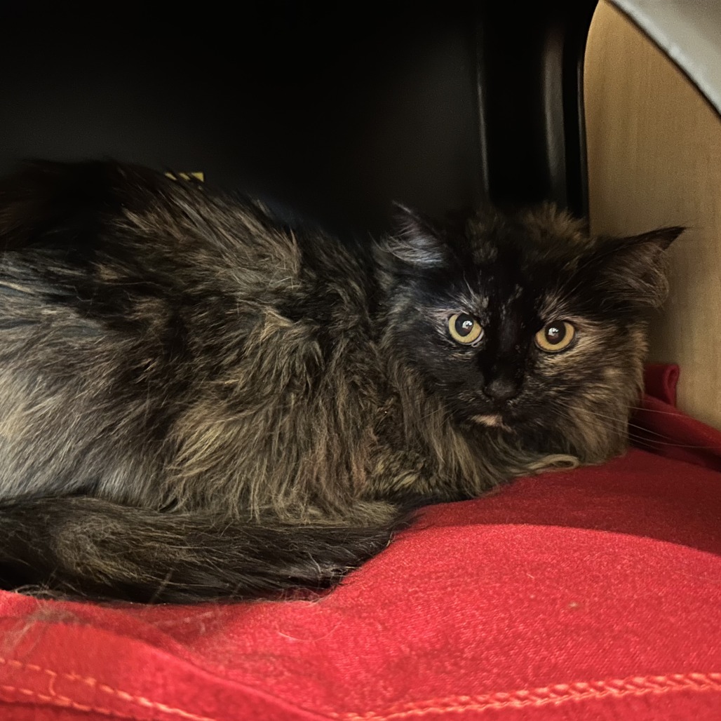 CLEO - Domestic Longhair available for adoption