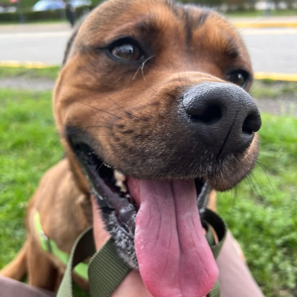 Photo of Koda 8